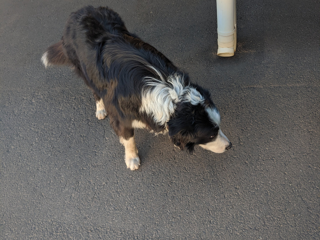 Starlight Motor Inn主图