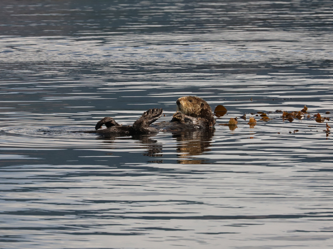 Sea Otter Eco Tours景点图片