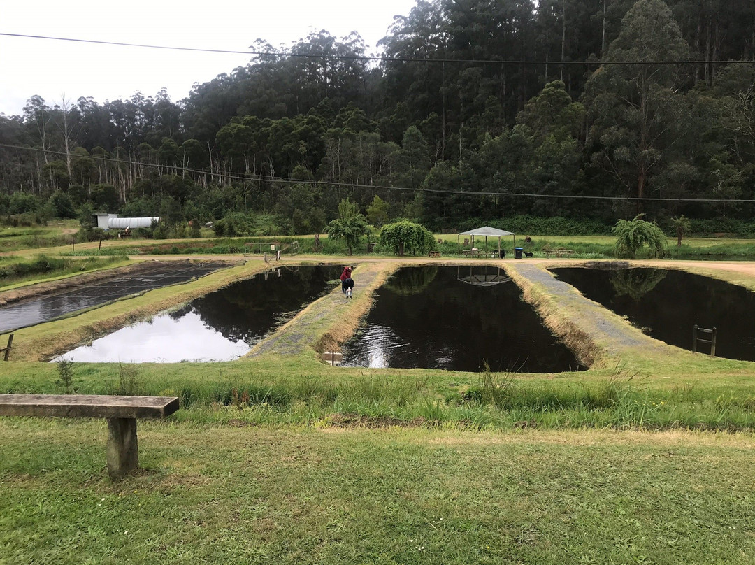 Alpine Trout Farm-Noojee必去景点