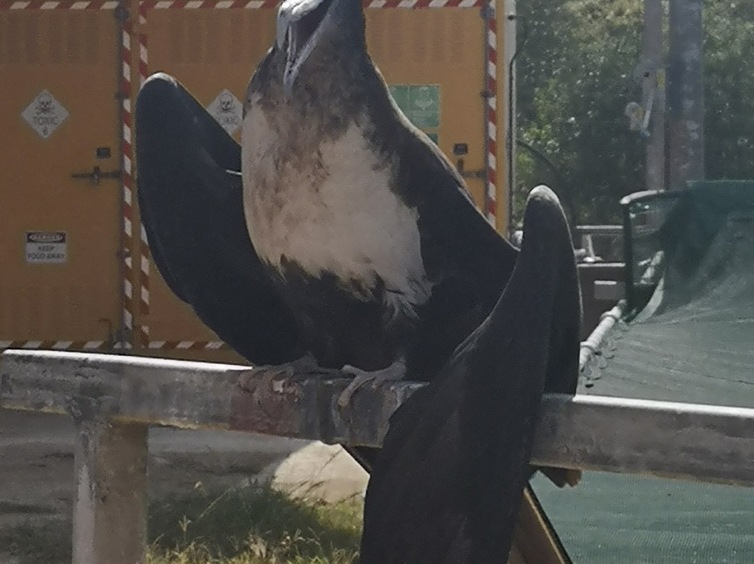 National Park Bird Feeding-圣诞岛必去景点