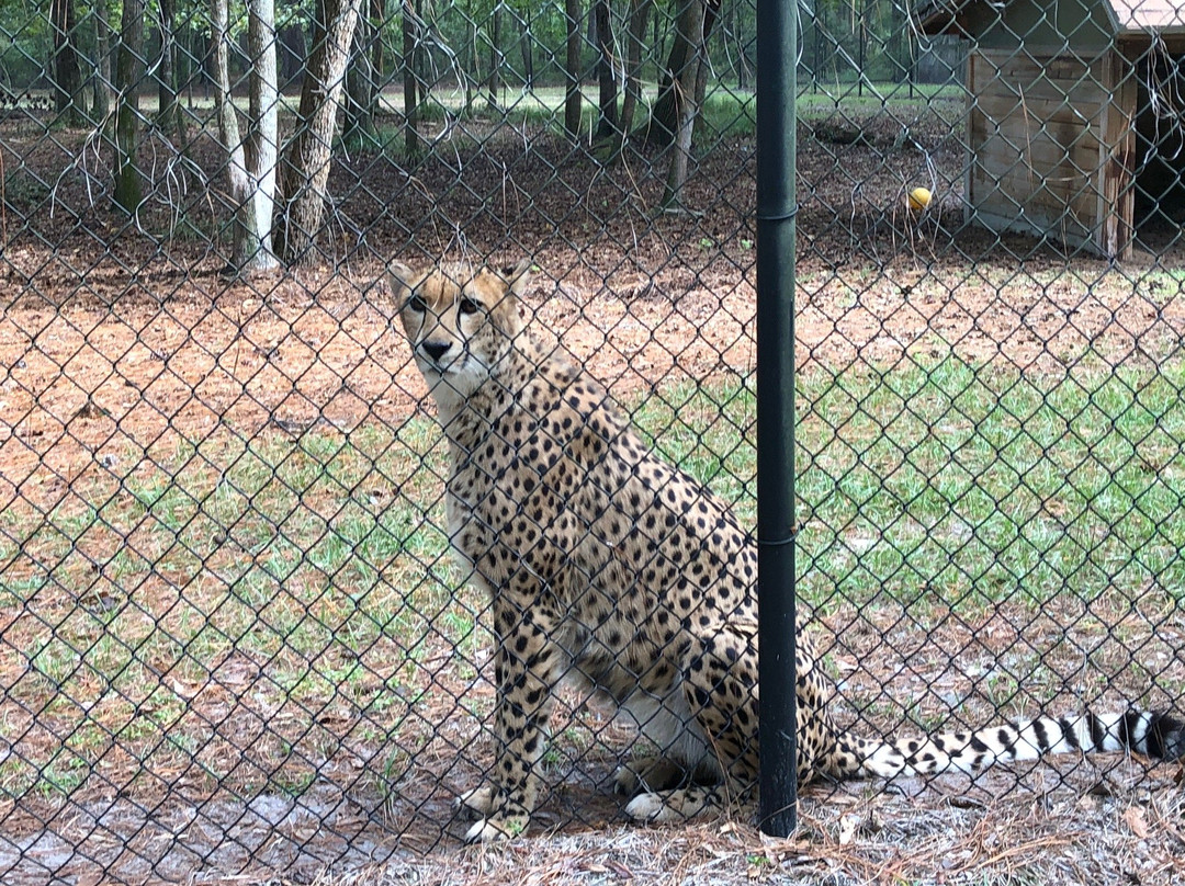 White Oak Conservation Center-Yulee必去景点