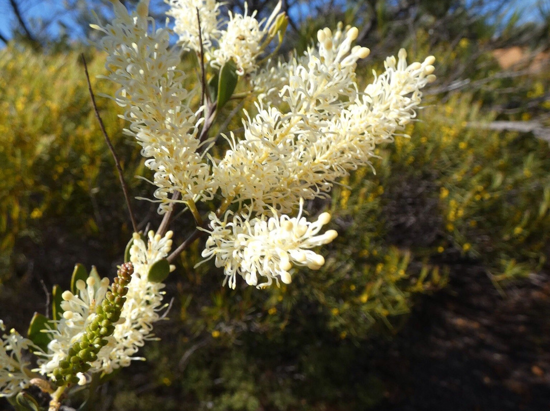 Ravensthorpe Range-Ravensthorpe必去景点