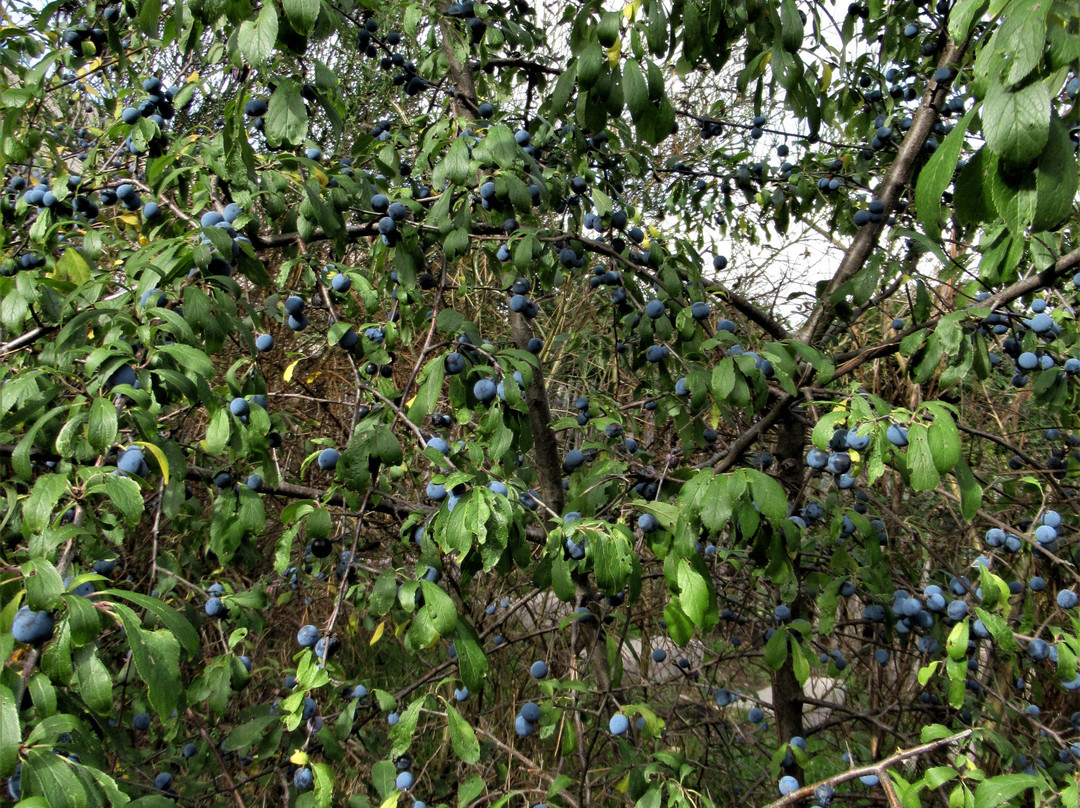 Parc des Glacières景点图片