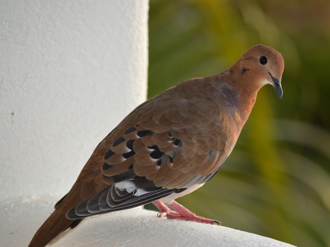 Sugar Cane Club Hotel & Spa主图