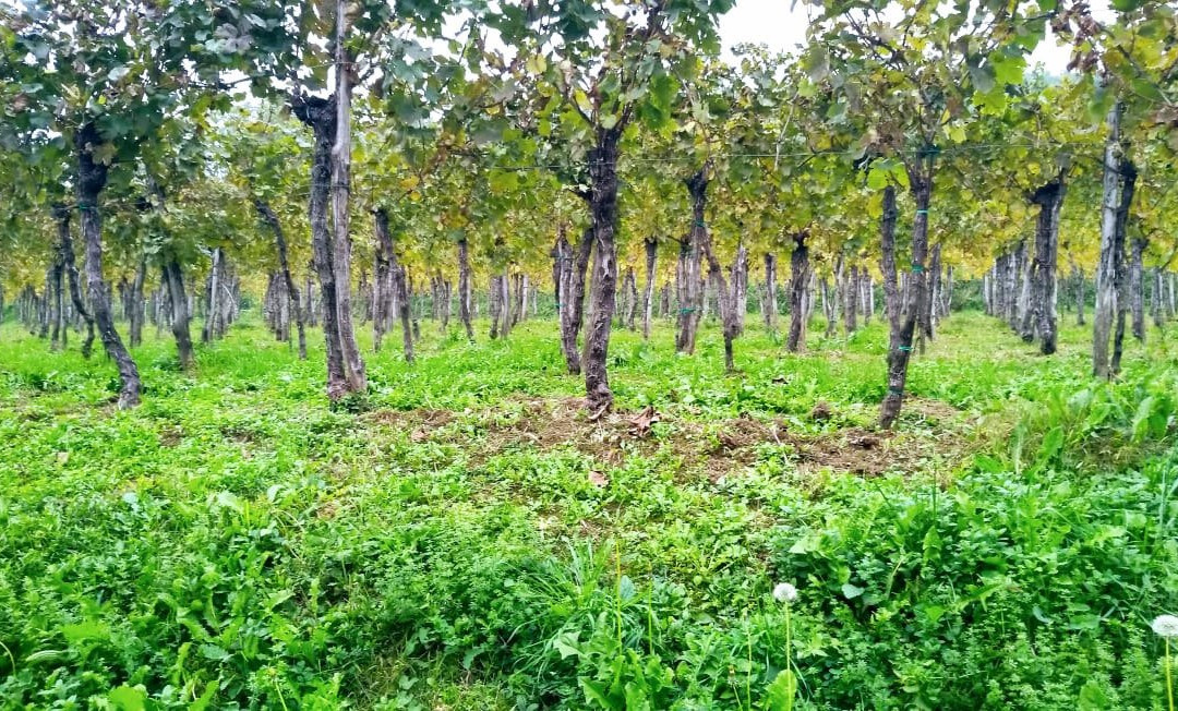 Farm stay Šibav B&B主图