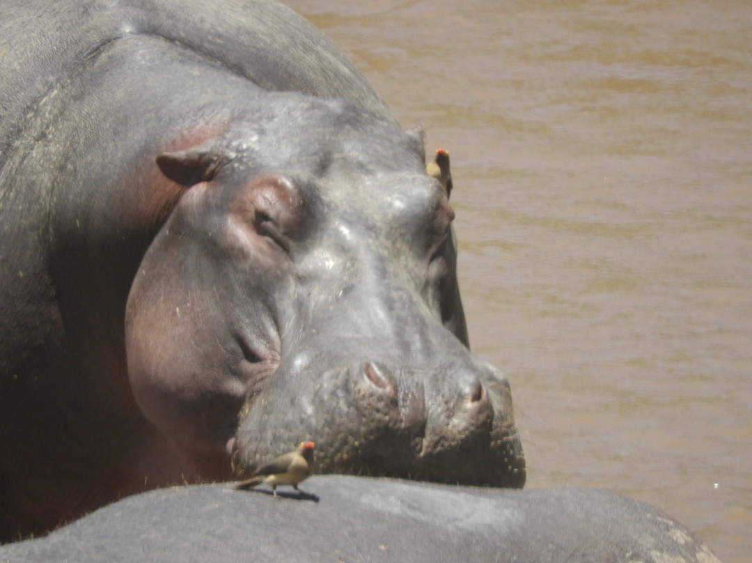 Deep Forest safari-Thika必去景点