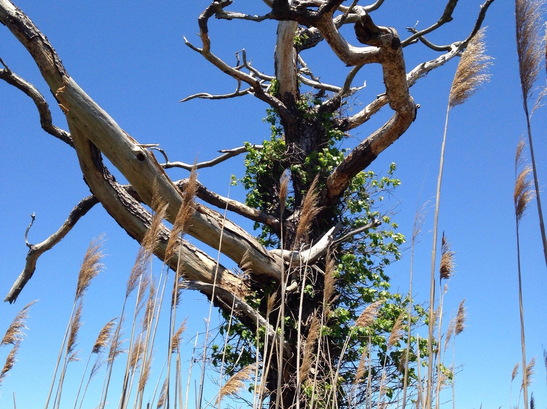Burton Island Trail-里霍博斯比奇必去景点