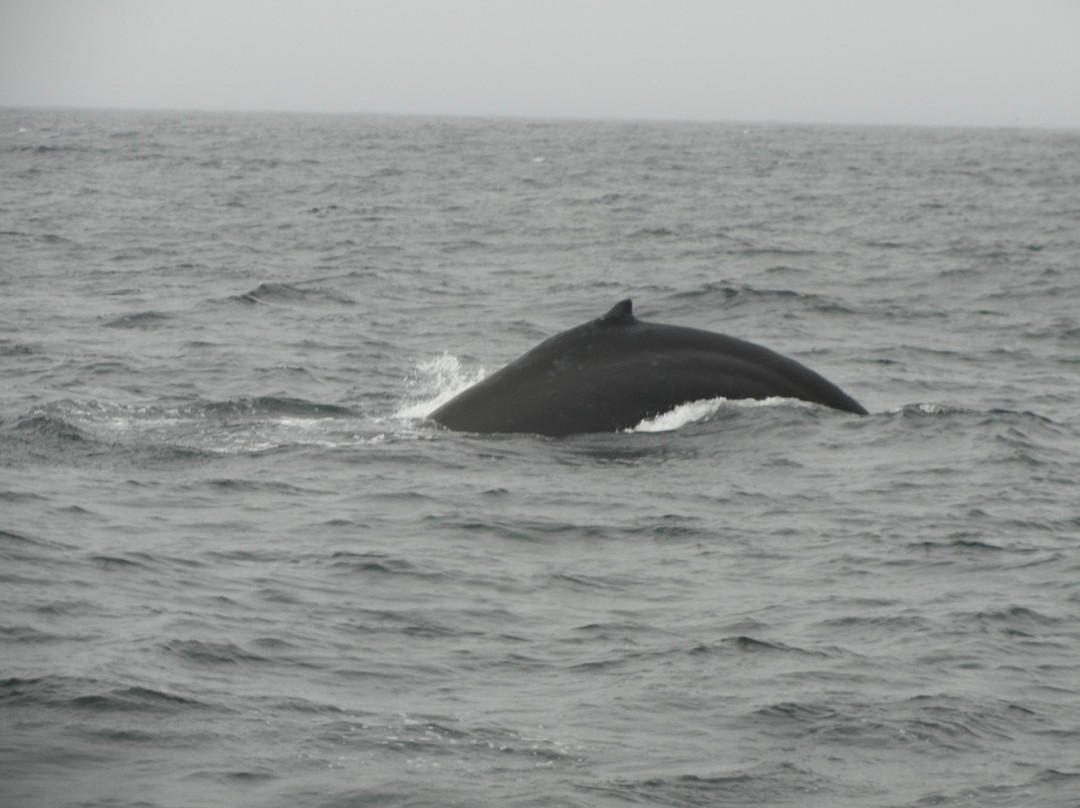 SF Bay Whale Watching景点图片