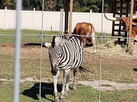 It's a Zoo Life-Macclesfield必去景点