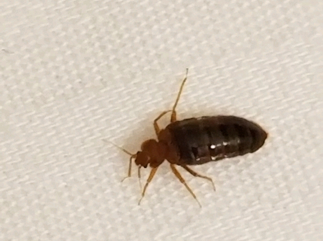 MainStay Suites Airport主图