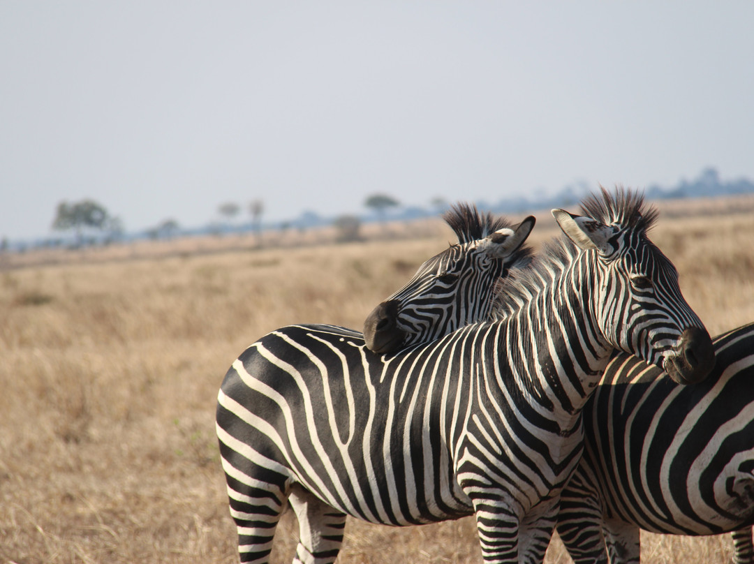 Upepo Safari-Dar es Salaam必去景点