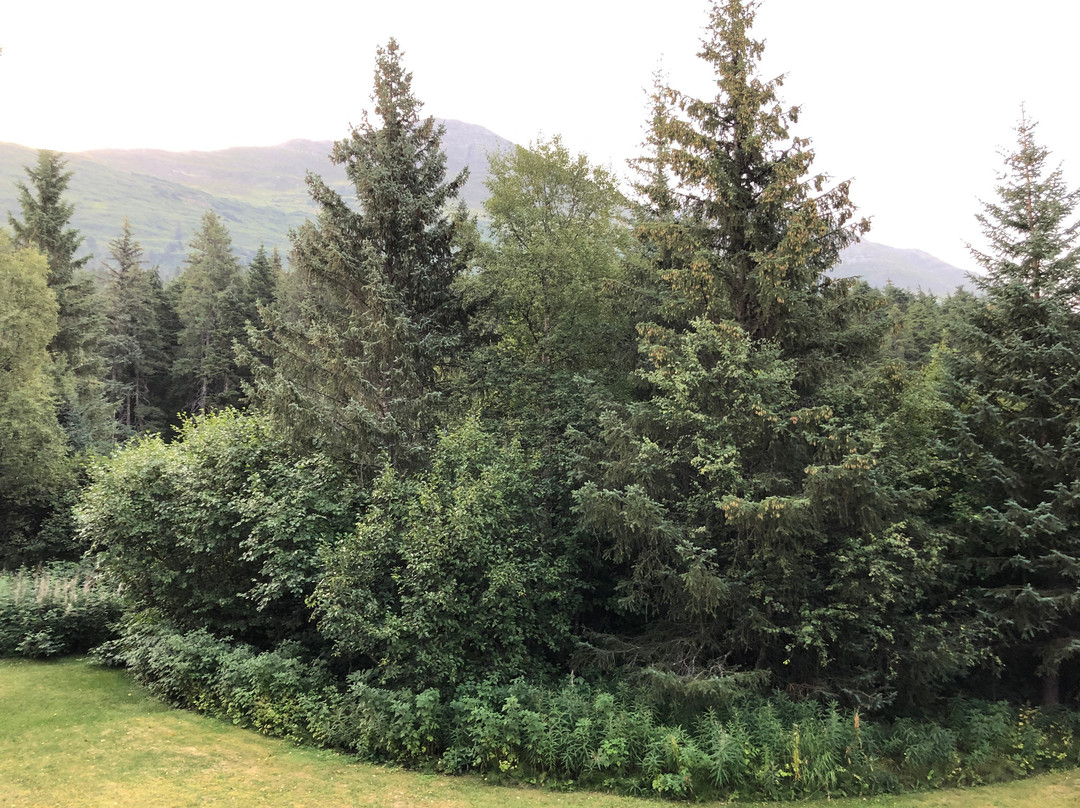 Teddy s Inn the Woods Bed and Breakfast主图