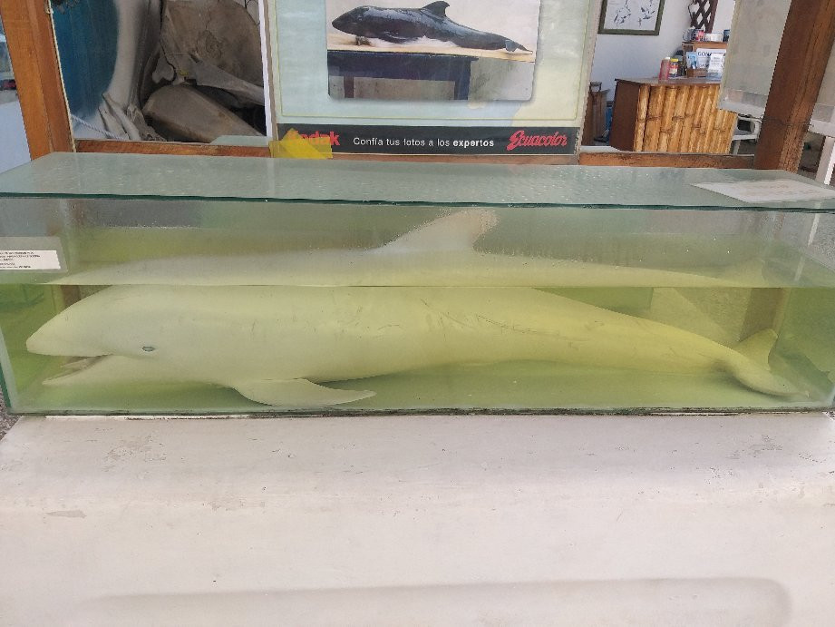 Museo de las Ballenas-萨利纳斯必去景点