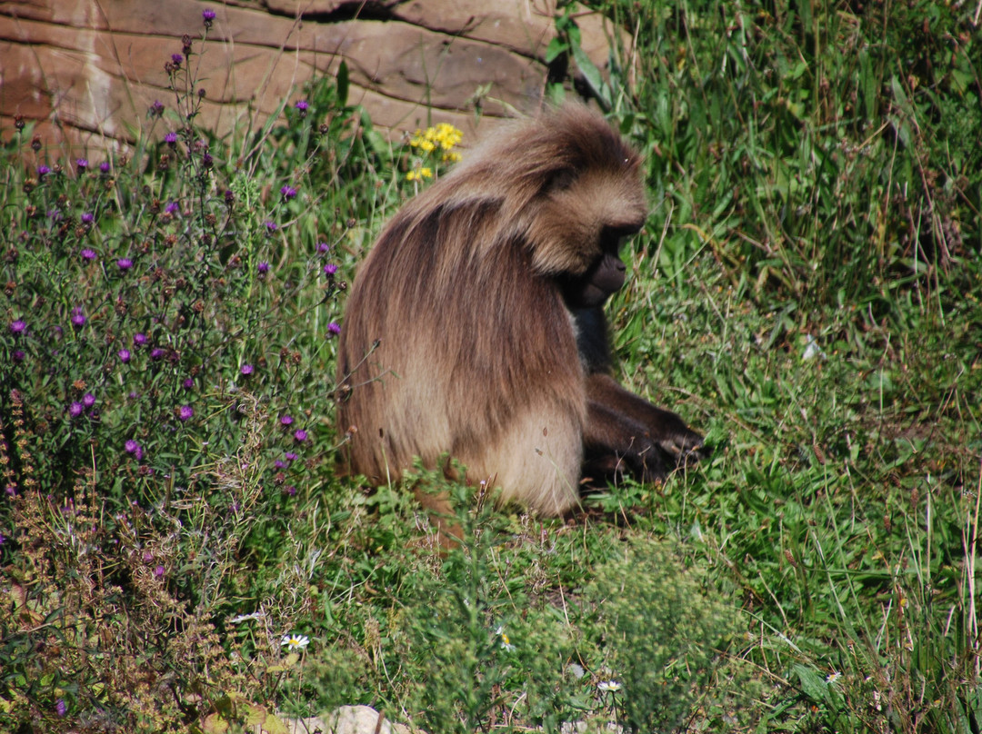 Bristol Zoo Project景点图片