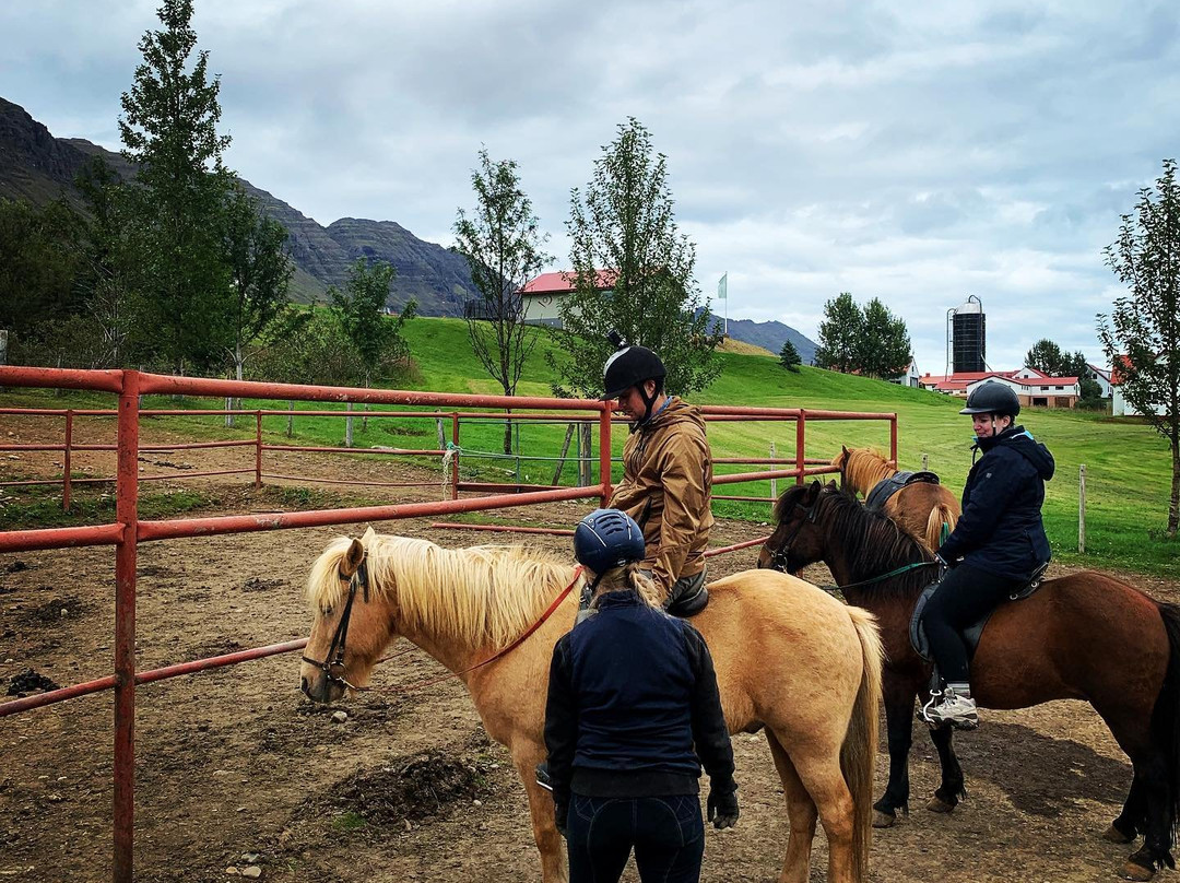 Skorrahestar - Riding Tours-内斯克伊斯塔泽必去景点