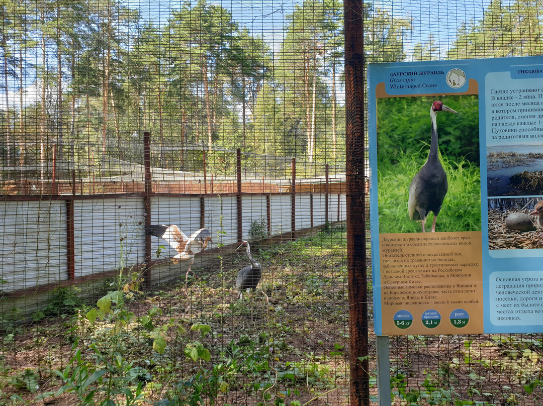 Brykin Bor旅游攻略图片