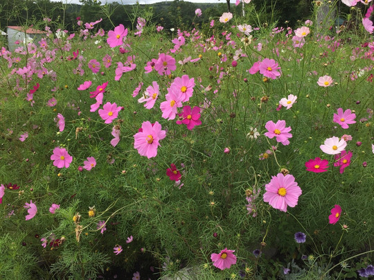 Hoshino Furusato Kaiyo no Oka