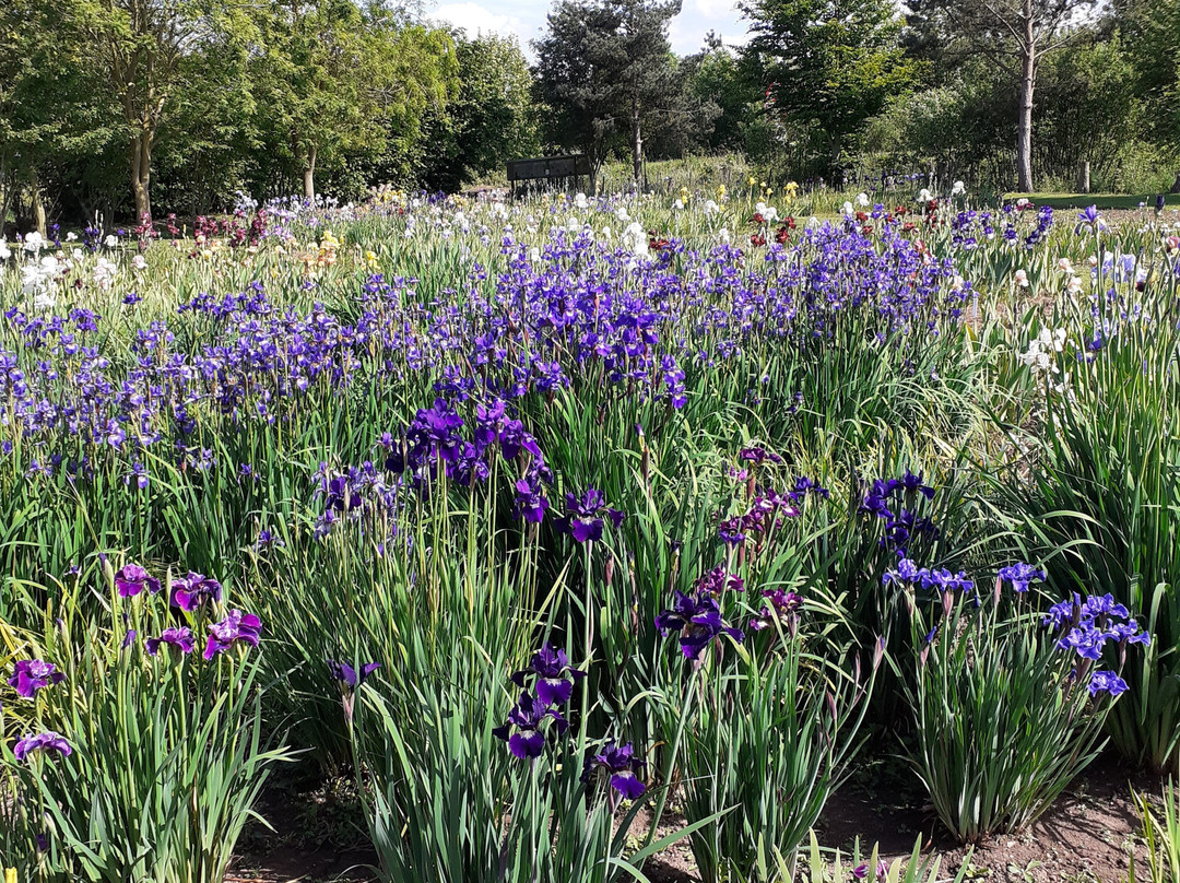 Seagate Irises景点图片