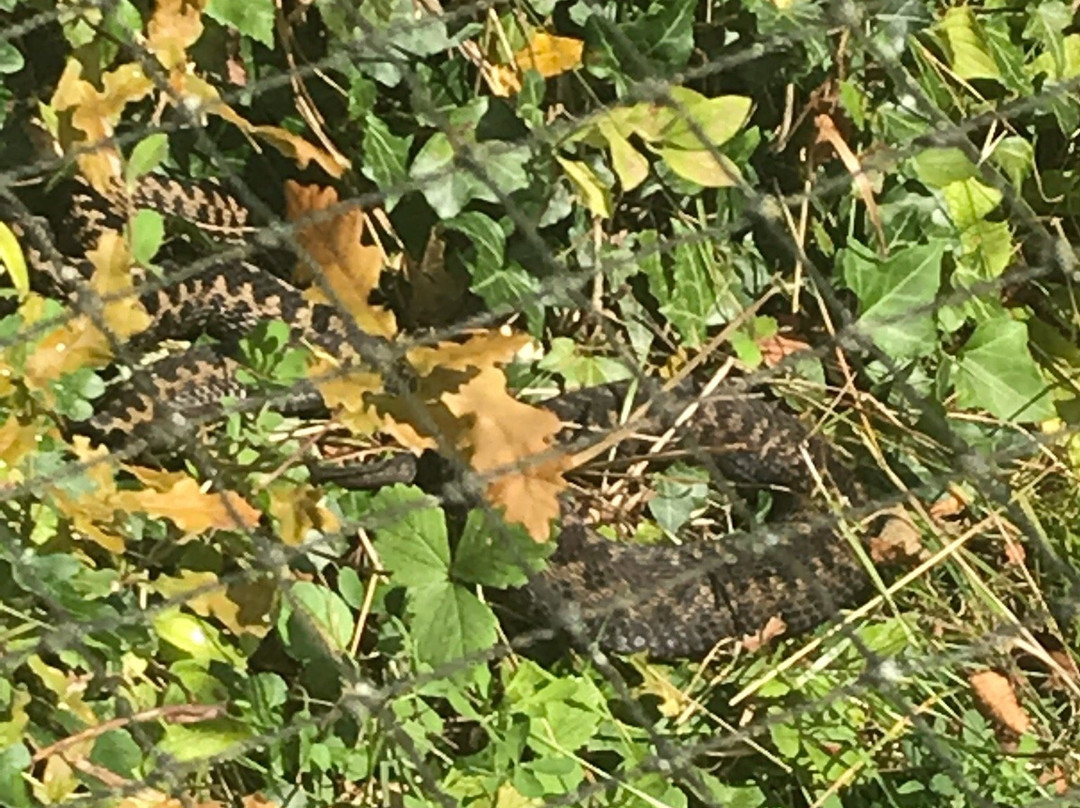 New Forest Reptile Centre景点图片