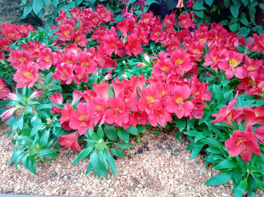 Dr Seema's Ayurvedic Wellness Center-提卢湾安塔普兰（特里凡德伦）必去景点