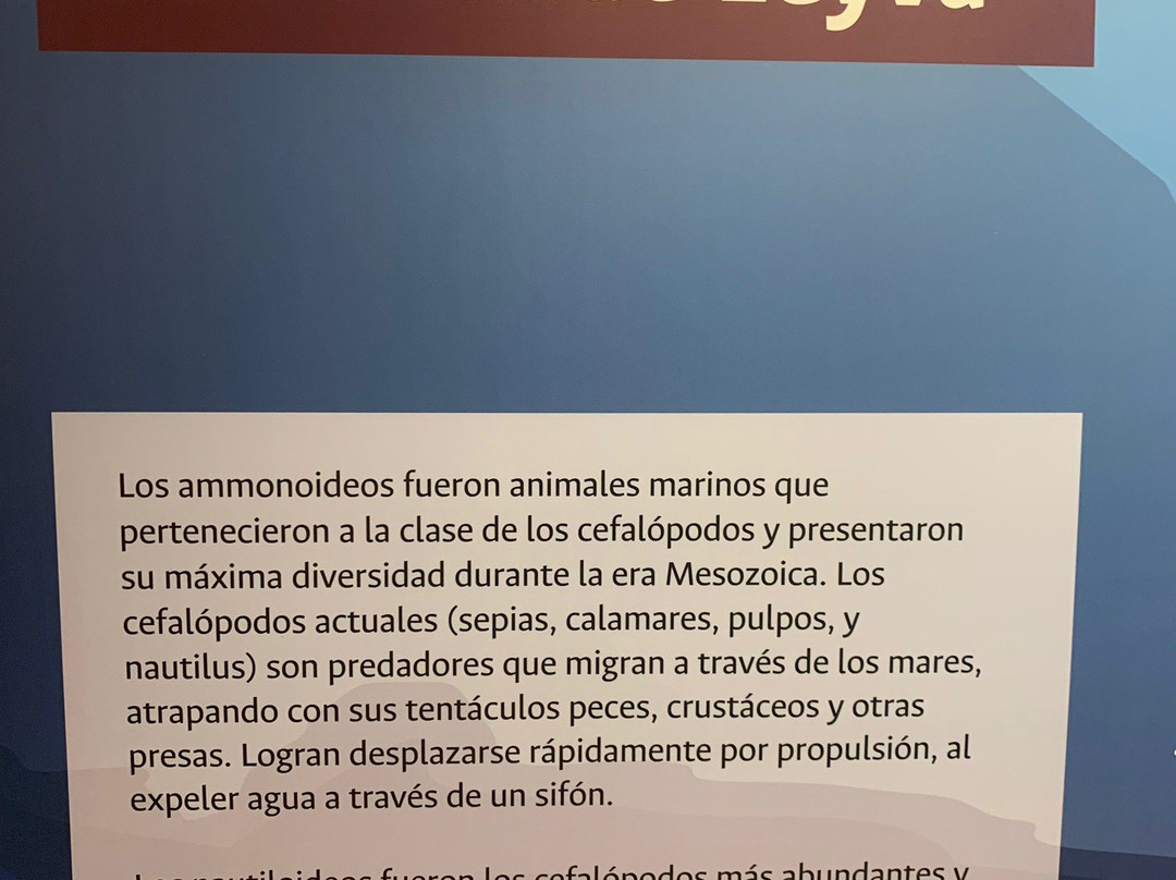 Museo Paleontologico de Villa de Leyva-莱瓦镇必去景点