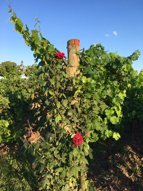 Alloggio Agrituristico Albafiorita主图
