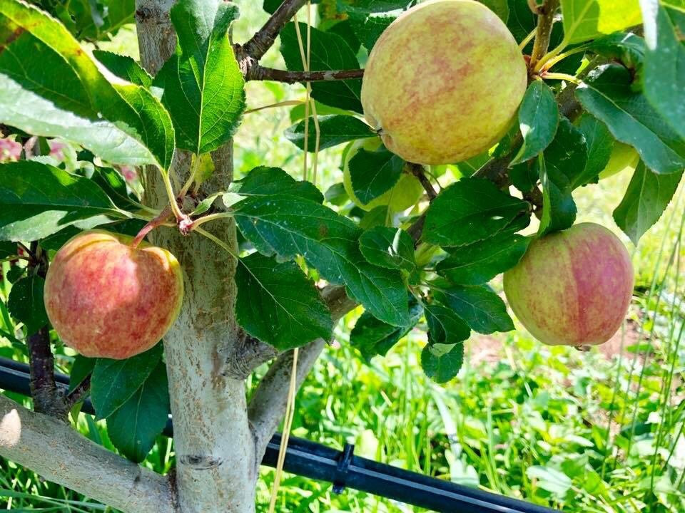 Hood River U-Pick Organic-胡德里弗必去景点