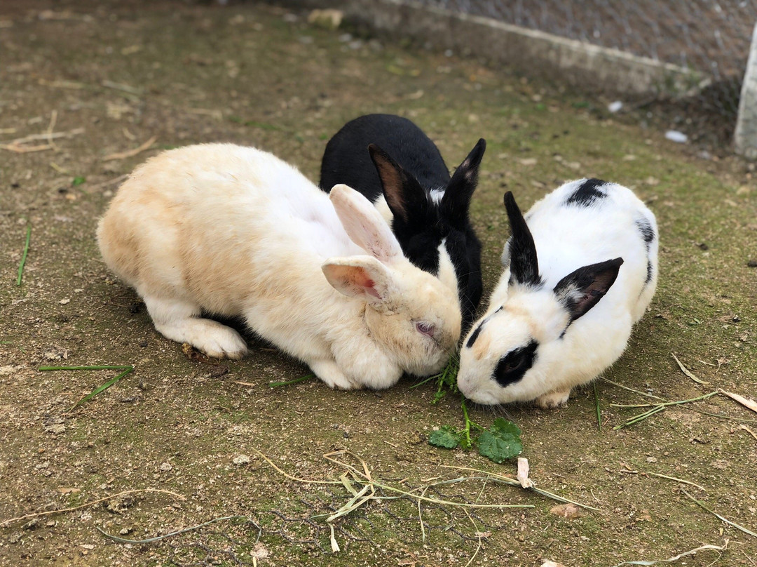 Lecheria Los Maitenes-Marchihue必去景点