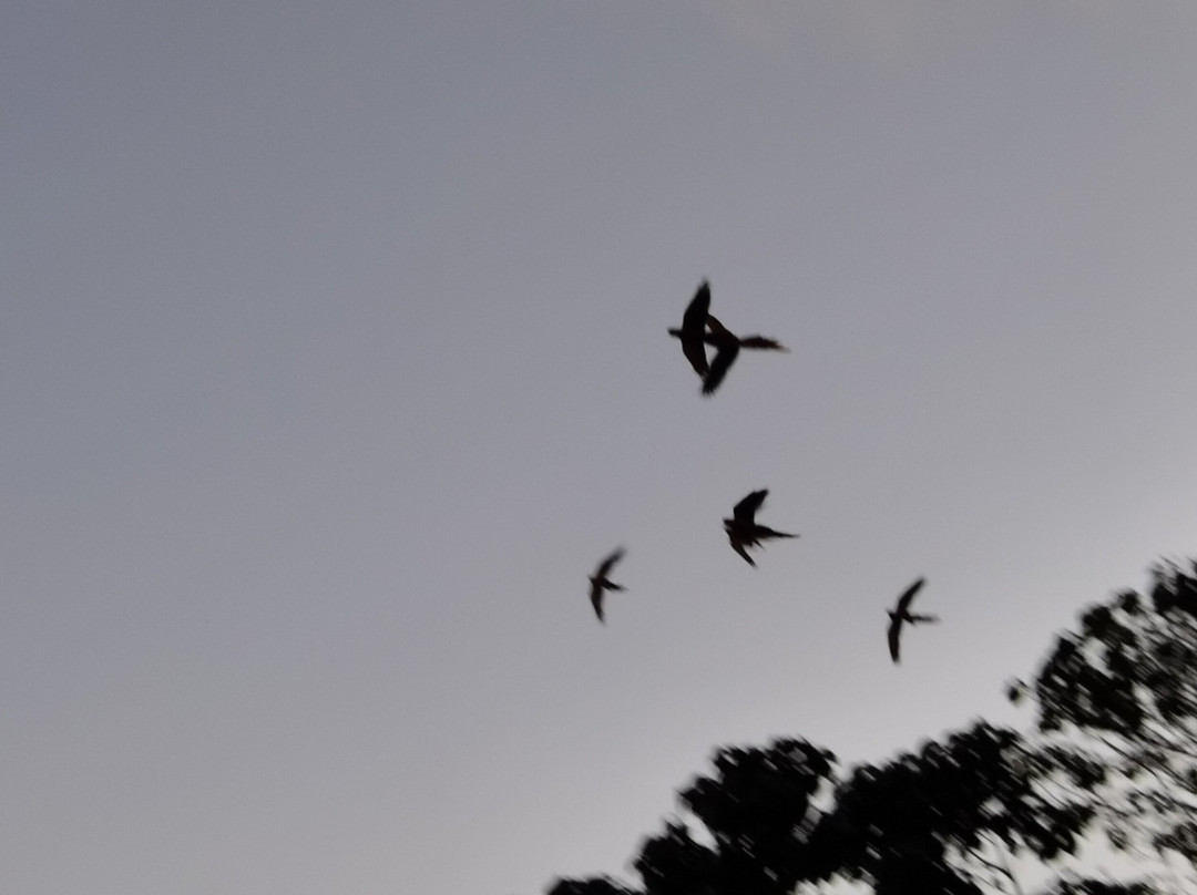 Jungle Lodge At Wild Sun Rescue Center主图