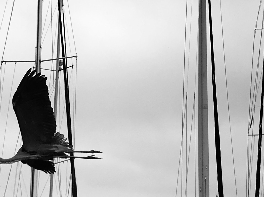 Corpus Christi Municipal Marina-科珀斯克里斯蒂市必去景点