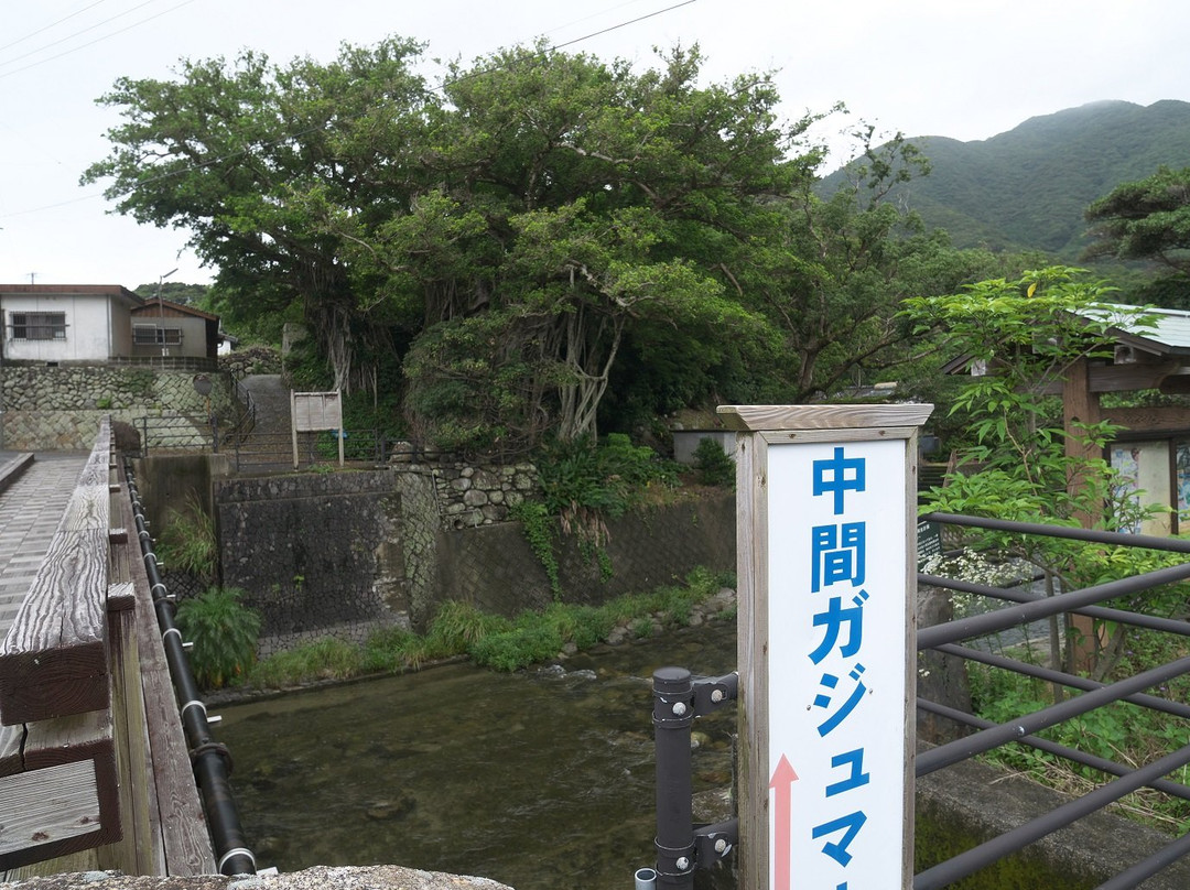 Nakama Gajumaru-屋久岛町必去景点