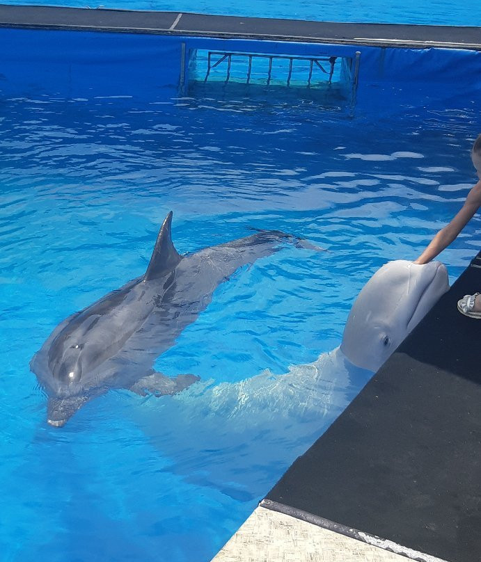 Sevastopol Dolphinarium in Artillery Bay-塞瓦斯托波尔必去景点
