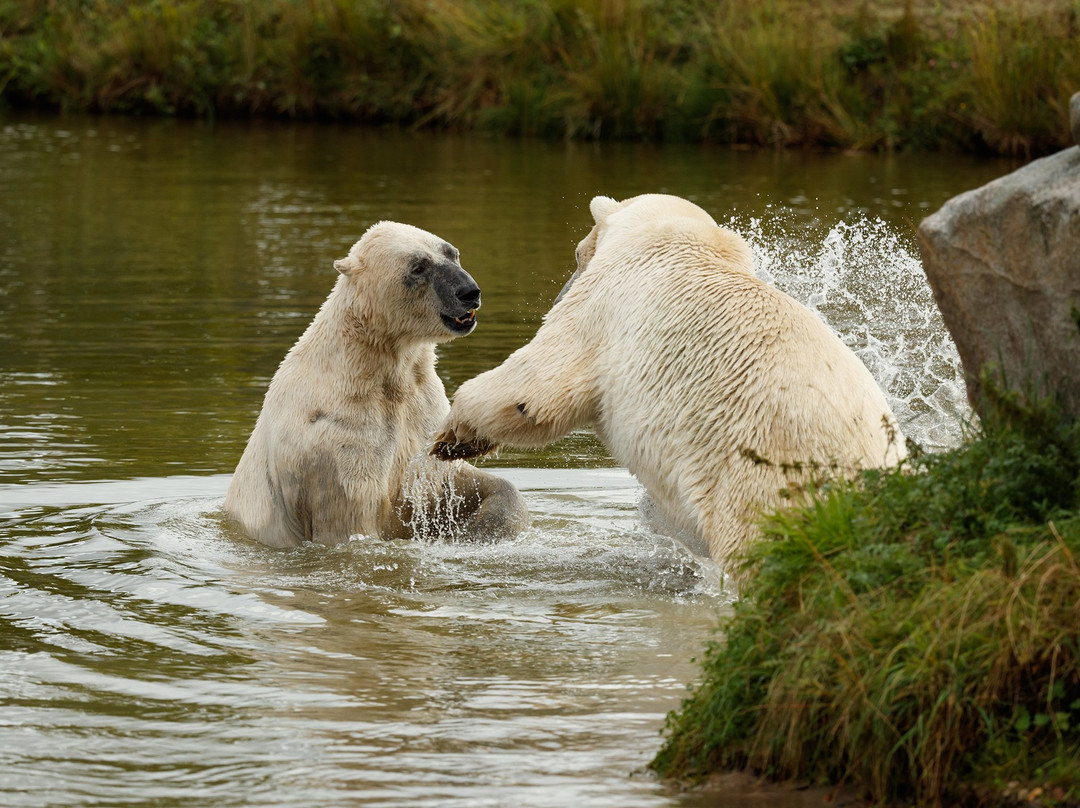 Scandinavian Wildlife Park景点图片