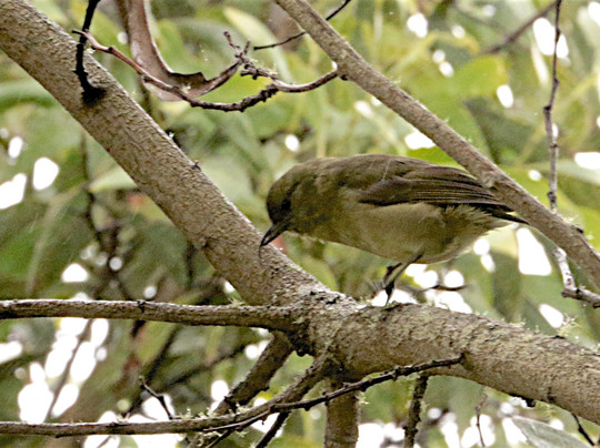 Kona Adventure Tours-凯鲁瓦-柯纳必去景点