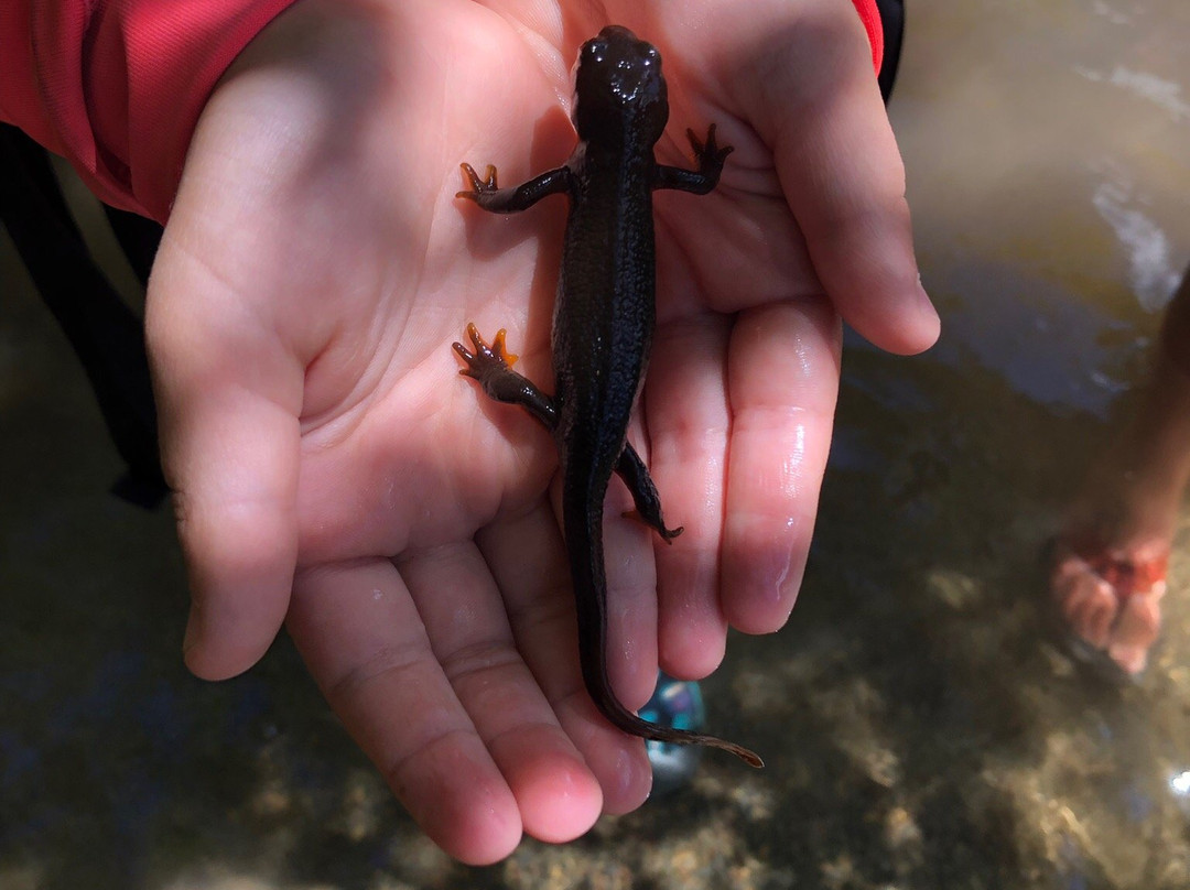 OARS Rogue River Rafting-Merlin必去景点