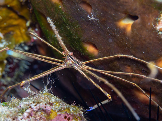 Grand Bahama Scuba-弗里波特必去景点
