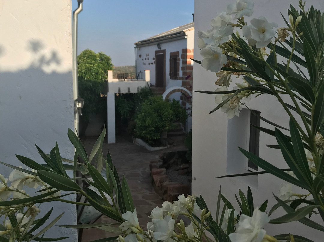 Olivetum Colina主图