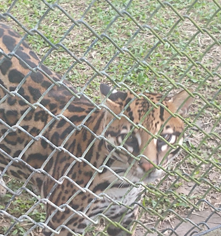 Zoologico Municipal景点图片