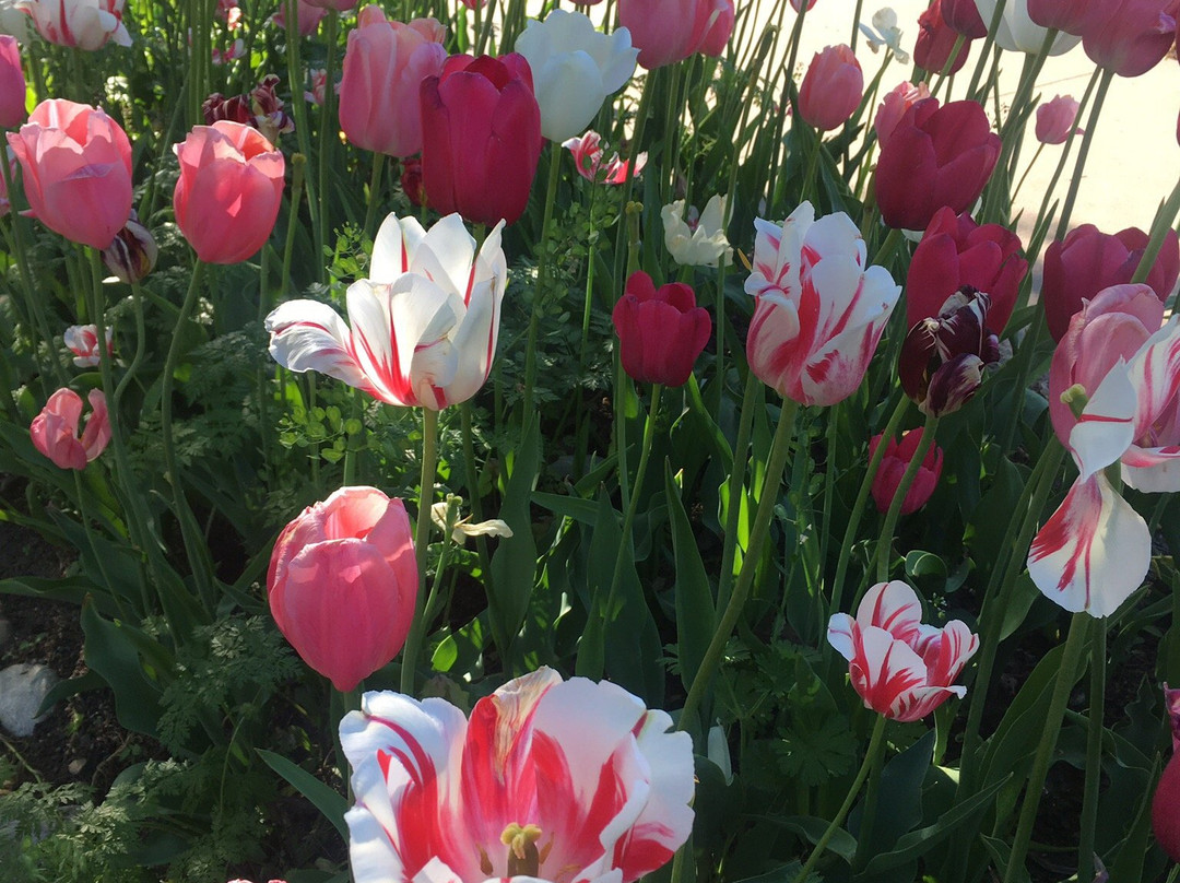 Window on the Waterfront-荷兰村必去景点