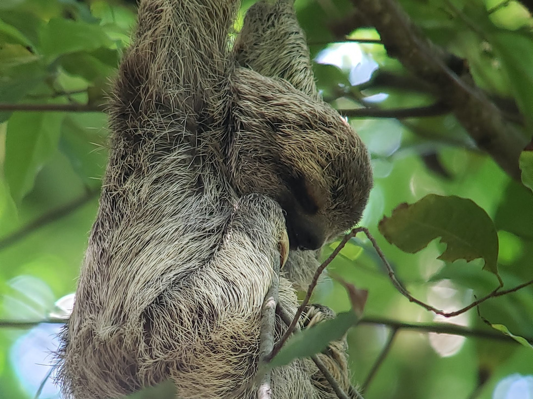 Manuel Antonio National Park景点图片