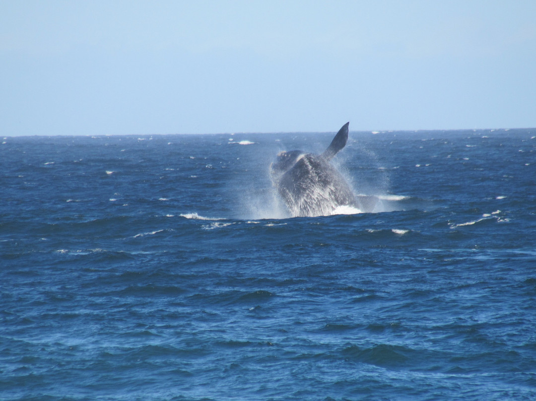 Ao Sul Natural-Imbituba必去景点