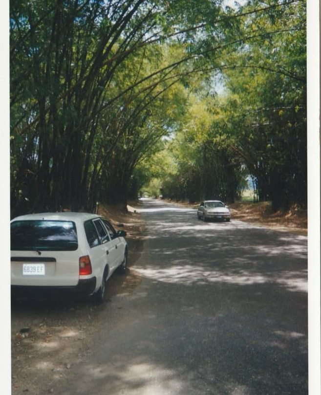 Bamboo Avenue-牙买加必去景点