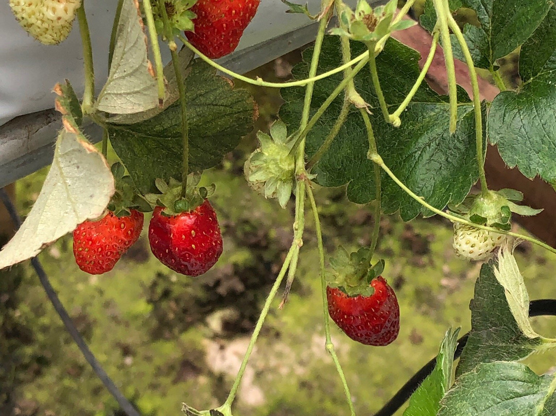 Healthy Strawberry Farm-丹那拉塔必去景点