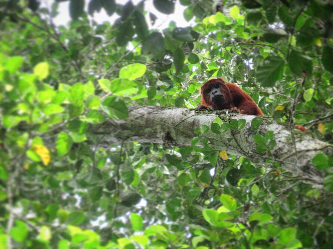 Max Jungle-Rurrenabaque必去景点