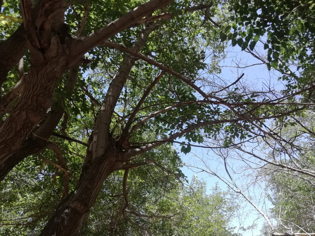 Parque Público Federal El Chamizal-华瑞兹城必去景点