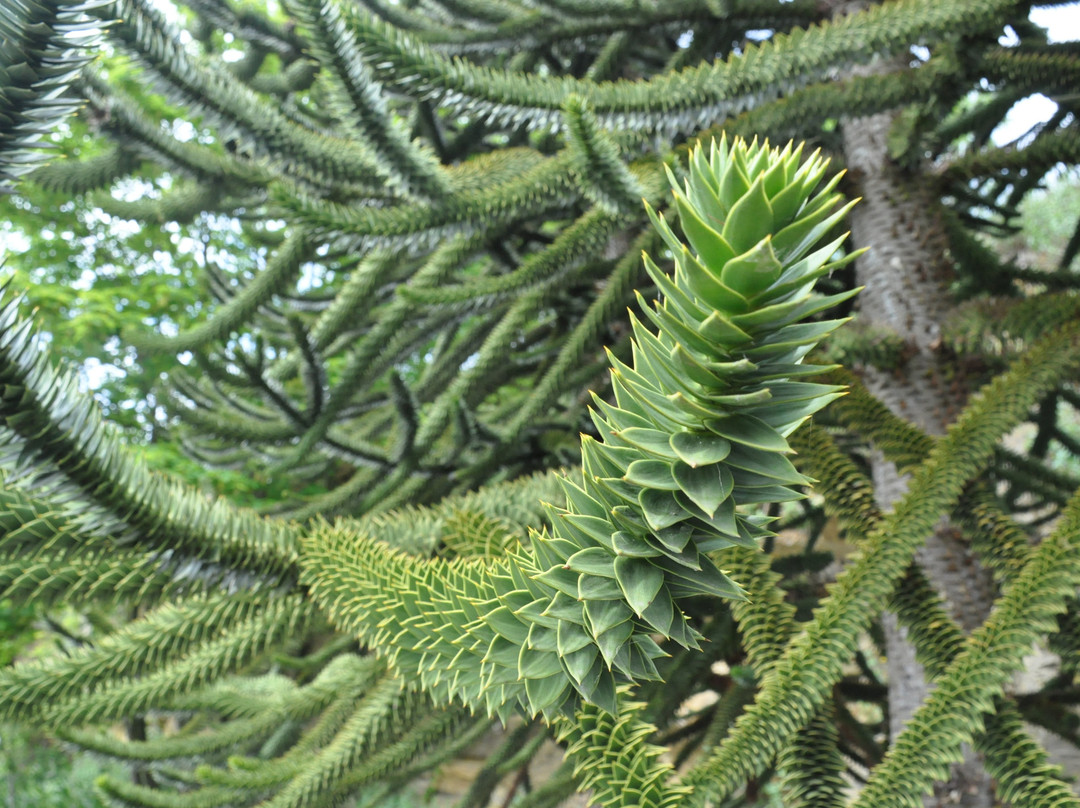 Botanischer Garten der Universität Osnabrück-奥斯纳布吕克必去景点