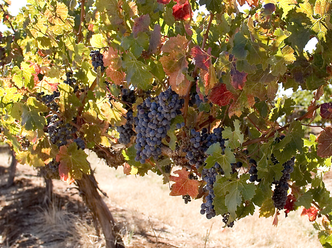 Knappstein Enterprise Winery-克莱尔必去景点