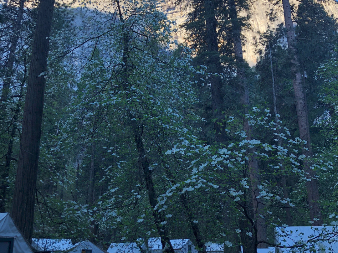 约塞米蒂国家公园营地主图