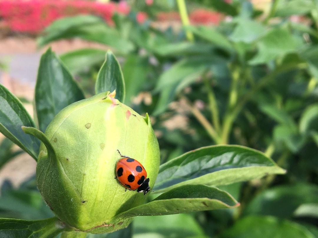 Higashimatsuyama Peony Garden-东松山市必去景点