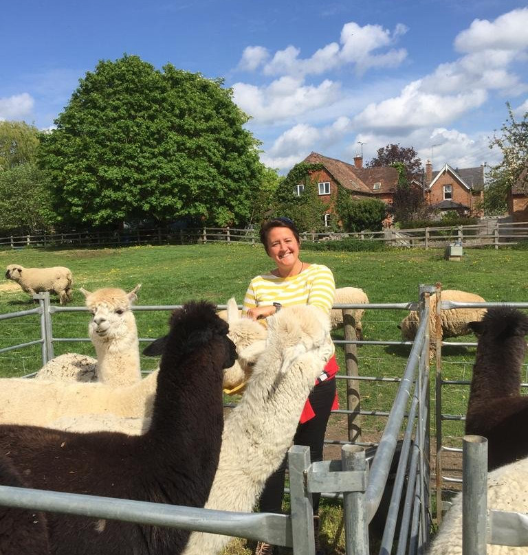 South House Alpacas主图